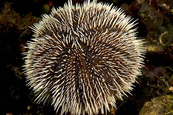 cozumel marine life - Echinoids, Holothurids and Ophiuroids