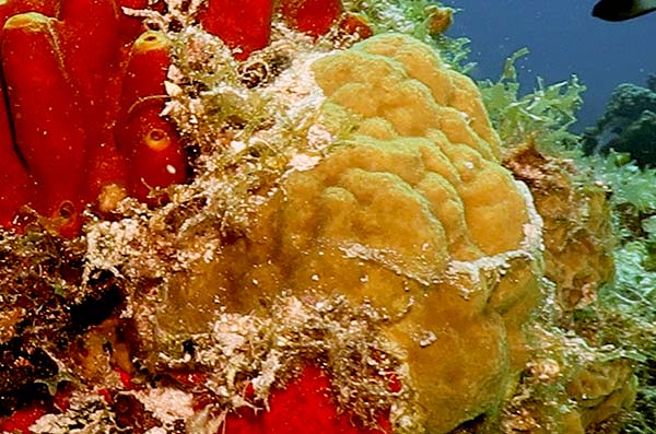 cozumel marine life -Encrusting corals