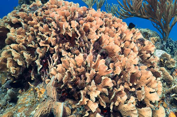 cozumel marine life - Fire corals-s