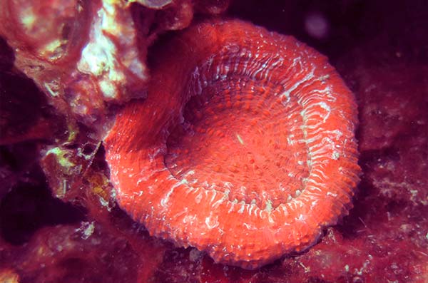 cozumel marine life - Fleshy corals