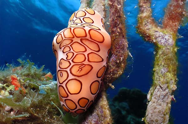 cozumel marine life - Gastropods