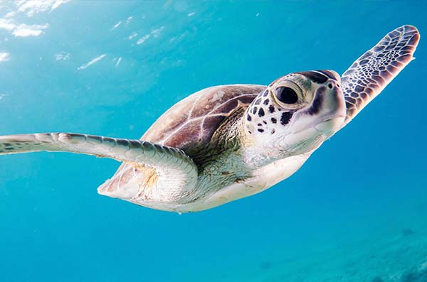 cozumel marine life - Green Turtle - Vida marina de Cozumel