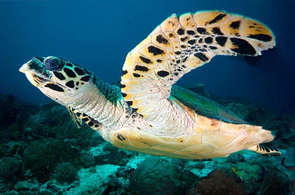 cozumel marine life - Hawksbill Turtle - Vida marina de Cozumel