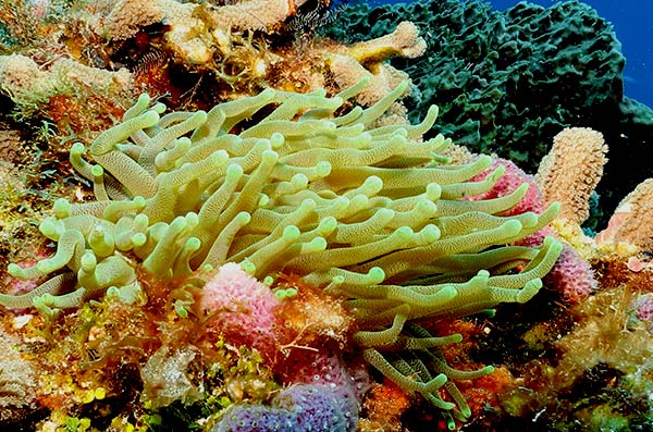 cozumel marine life - Hidroides, zoantarios and actinarios
