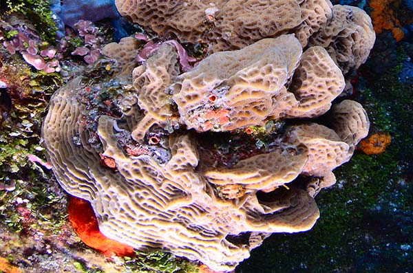 cozumel marine life -Lettuce Corals