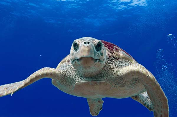 cozumel marine life - Loggerhead Turtle - Vida marina de Cozumel