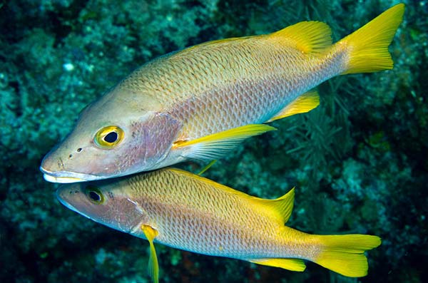 cozumel marine life - Snappers -Vida marina de Cozumel