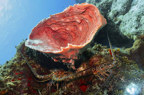 cozumel marine life - Sponges