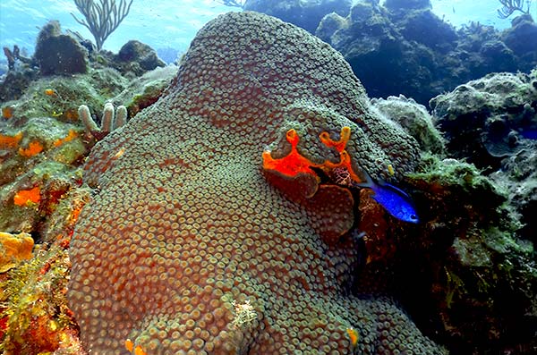 cozumel marine life - Star Corals