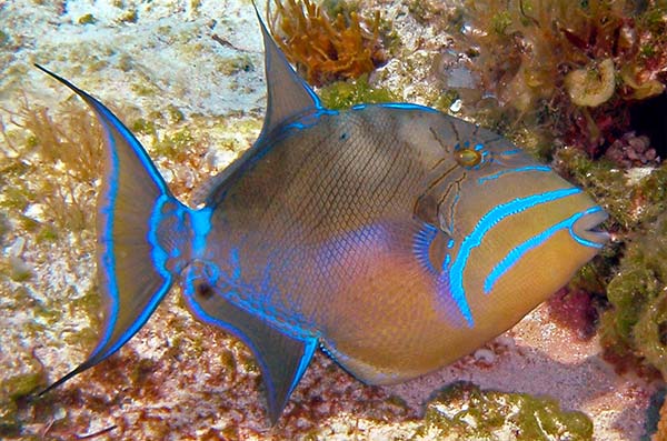 cozumel marine life - Trigger Fish