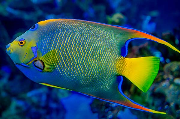 cozumel marine life - angel fish - Vida marina de Cozumel