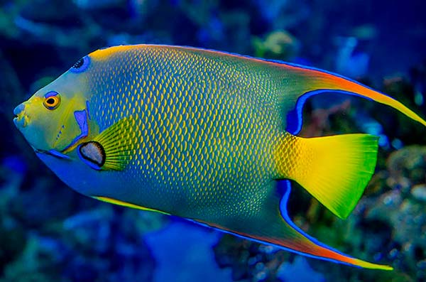 cozumel marine life - angel fish