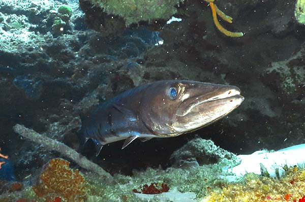 cozumel marine life - barracuda - Vida marina de Cozumel