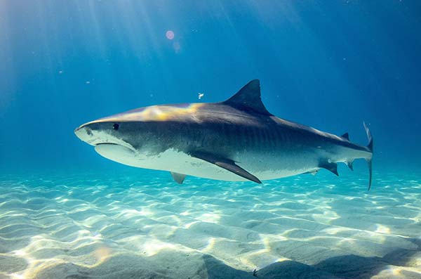 cozumel marine life - blue shark - Vida marina de Cozumel