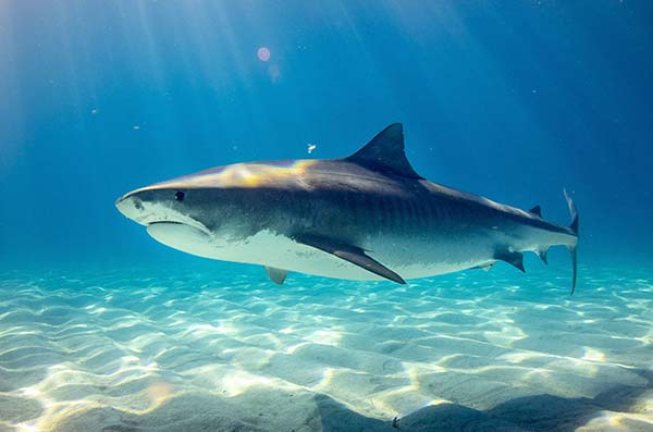 cozumel marine life - blue shark