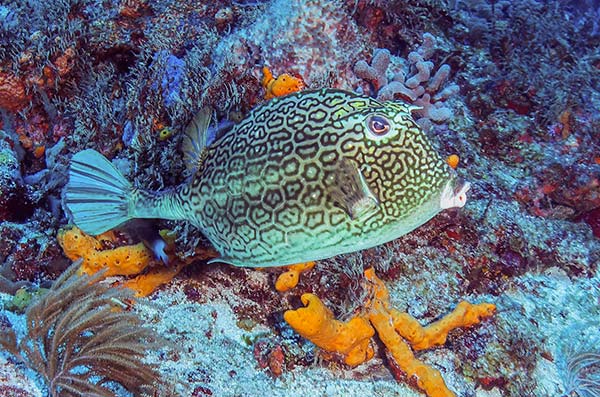 cozumel marine life - box Fish - Vida marina de Cozumel