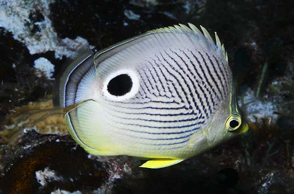 cozumel marine life - butterfly fish - Vida marina de Cozumel