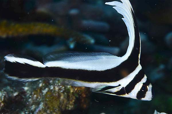 cozumel marine life - drum fish - Vida marina de Cozumel