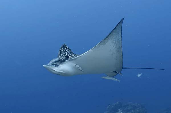 cozumel marine life - eagle ray