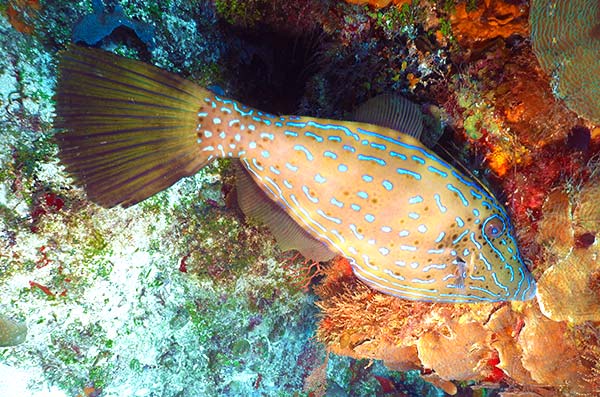 cozumel marine life - filefish - Vida marina de Cozumel