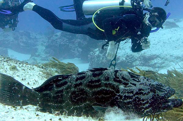 cozumel marine life - grouper - Vida marina de Cozumel