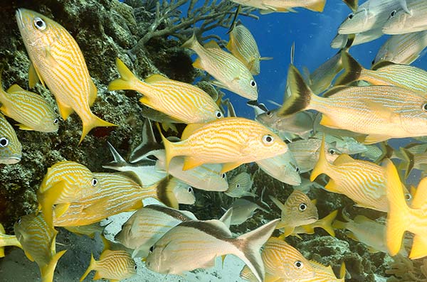 cozumel marine life - grunts - Vida marina de Cozumel
