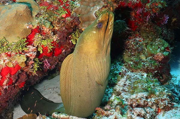 cozumel marine life - moray eel - Vida marina de Cozumel