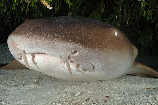 cozumel marine life - nurse shark