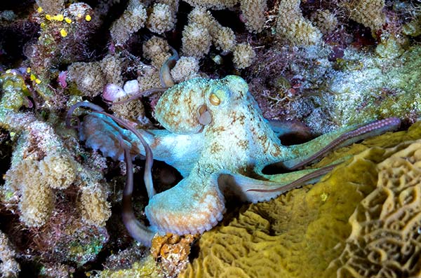cozumel marine life - octopus - Vida marina de Cozumel