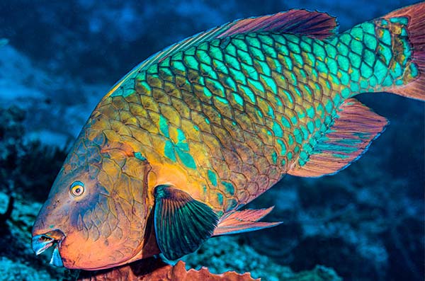 cozumel marine life - parrot fish - Vida marina de Cozumel