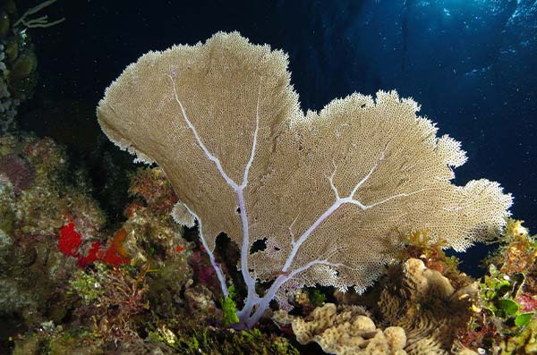 cozumel marine life - soft corals