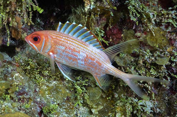 cozumel marine life - squirrel Fish