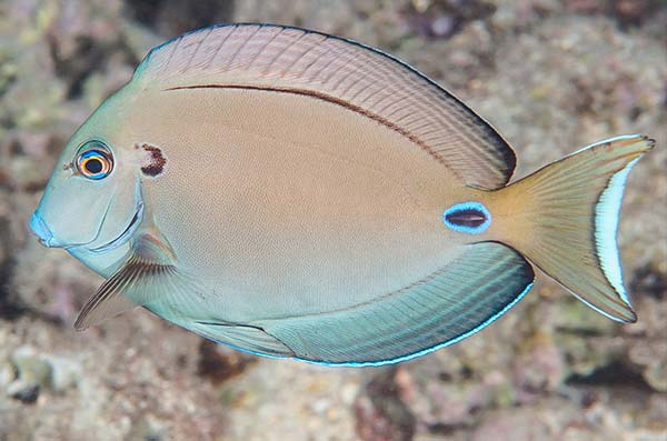 cozumel marine life - tang