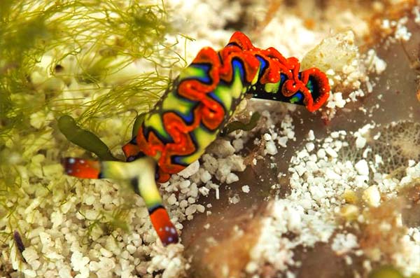 cozumel marine life - worms