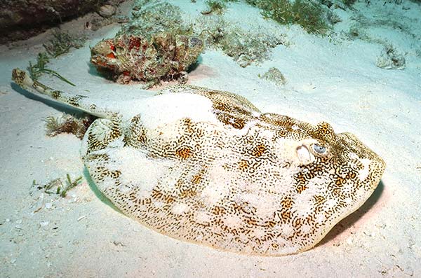 cozumel marine life - yellow stingray