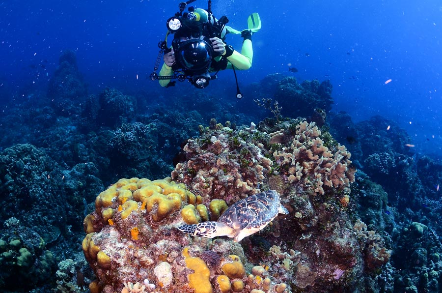 cozumel reefs - palancar reef - arrecifes de cozumel