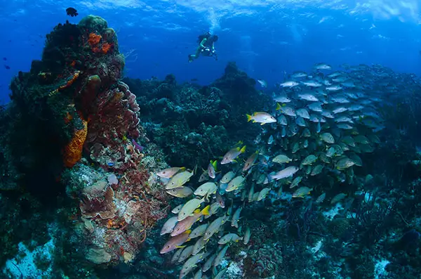 cozumel scuba diving sites Palancar cozumel scuba diving sites Palancar