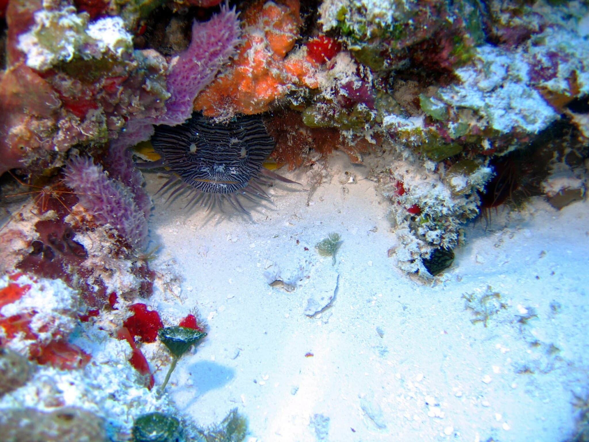 Cozumel splendid toadfish - left