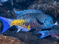 creole wrasse