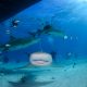 curiosidades sobre los tiburones toro