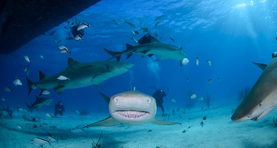 curiosidades sobre los tiburones toro