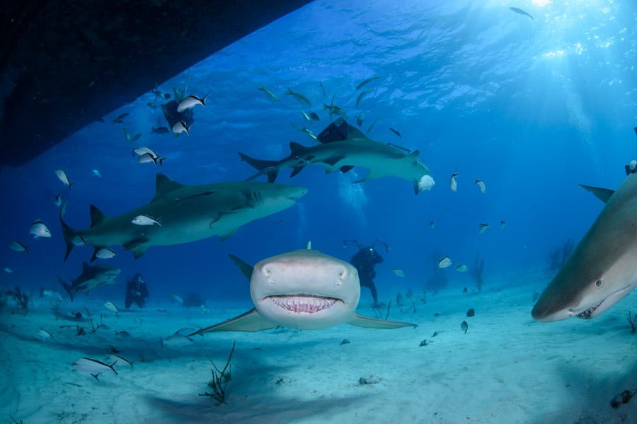 curiosidades sobre los tiburones toro