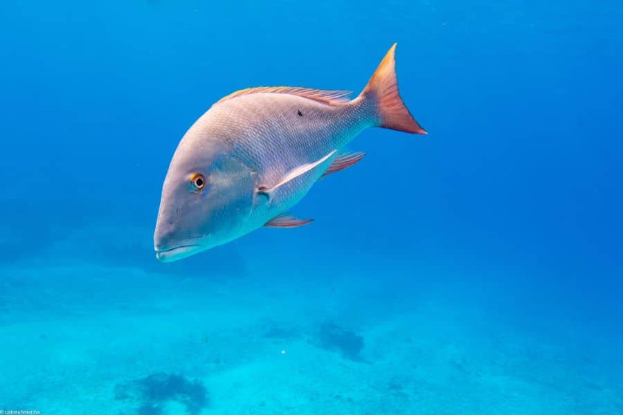 Photos of the deep sea - fish