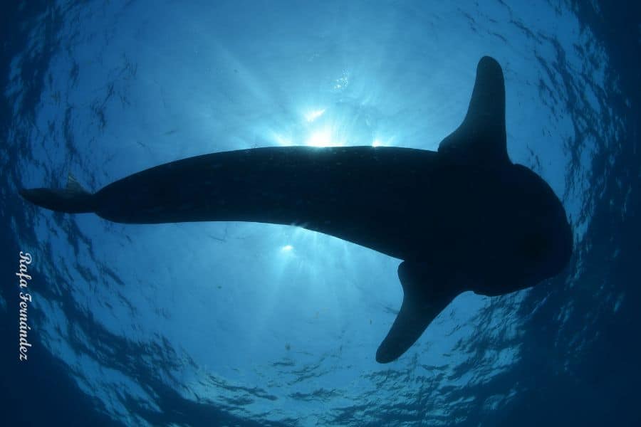 shark from below