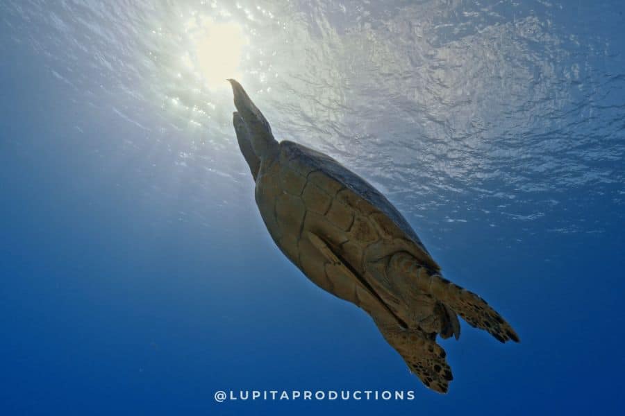 Fotografía de aguas profundas - Alex