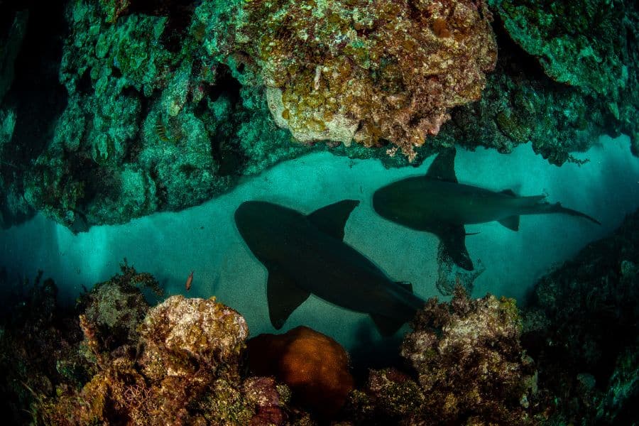 deep sea sharks