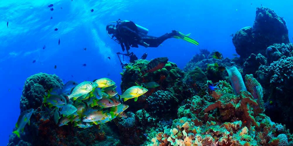Scuba Diving in Mexico - dive mexico with PADI