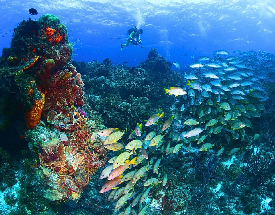 dive sites in Cozumel - dive spots in cozumel - sitios de buceo en cozumel