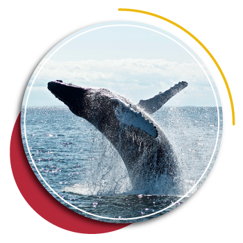 diving deals - whale