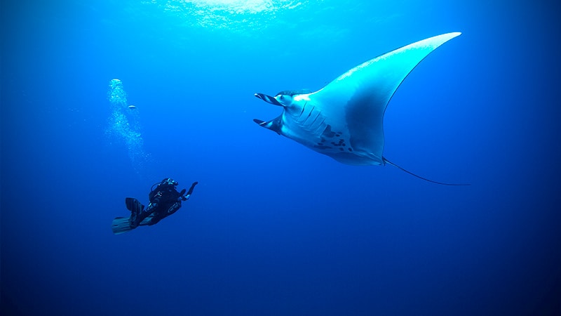 diving safari - safari de buceo